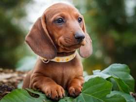 cute dachshunds puppy with nature background