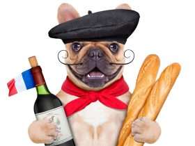 French Bulldog dressed up in French decor and holding wine bottle