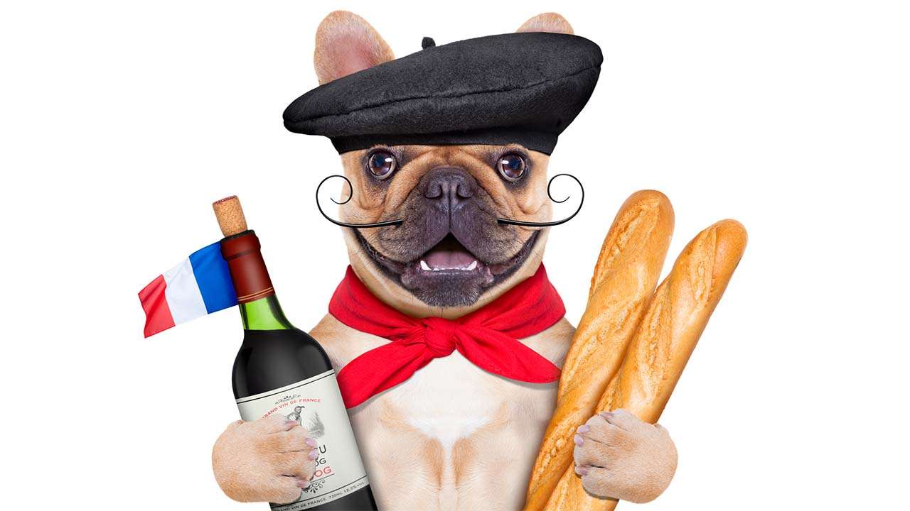 French Bulldog dressed up in French decor and holding wine bottle