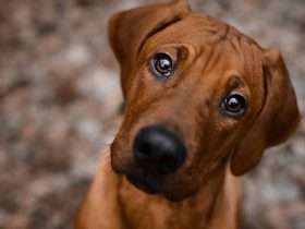 Rhodesian ridgeback portrait.