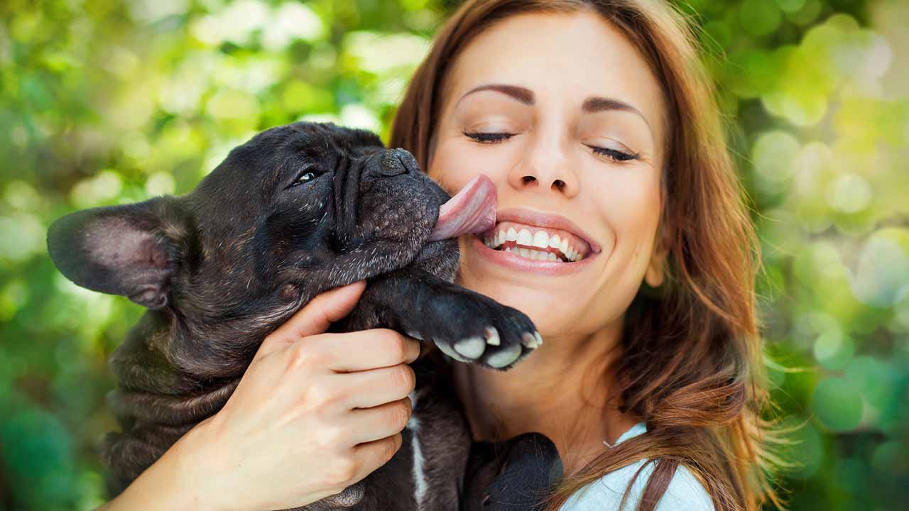 French Bulldog giving kisses