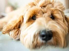 Labradoodle laying on couch