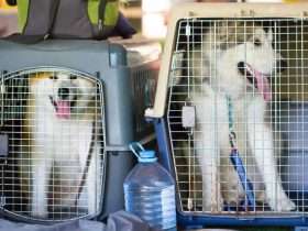 dogs in crates in back of vehicle