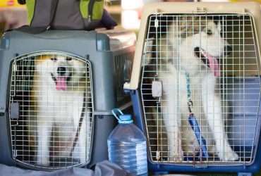 dogs in crates in back of vehicle